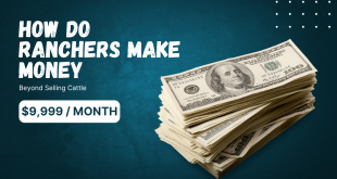 How Do Ranchers Make Money Beyond Selling Cattle